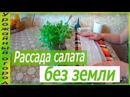 во саду ли в огороде юлия миняева посадка капусты Rassada Salata Bez Zemli Youtube Teplichnoe Sadovodstvo Sadovodstvo
