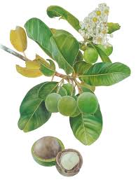 Image result for Triplophyllum heudelotii