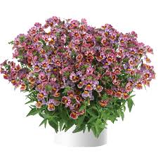 Image result for Nesaea rautanenii