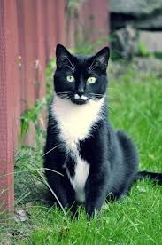 Black And White Tuxedo Cat Photos Black And White Tuxedo Cat Cats And Kittens Cute Cats Beautiful Cats