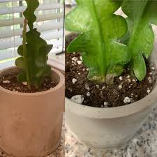 This article will explain how fast cacti grow and how large they get. Ric Rac Cactus Shriveling And Graying At Base Have Had In Partial Full Sun And Soil Is Bone Dry Also Random Super Thin New Growth Would It Etiolate In Partial Full Sun
