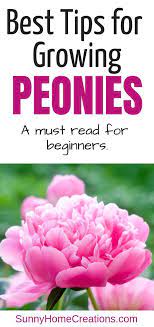 Tips For Growing Peonies A Must Read For Beginners Growing Peonies Gardening For Beginners Peonies Garden