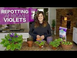 Caring For African Violets Tips And Ideas Hubpages Violet Garden African Violets African Violets Plants