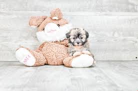 Maybe you would like to learn more about one of these? Pin On Puppies