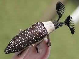 Image Result For Beetle Comb Antennae Insects Moose Antlers Bug Identification