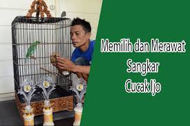 8 cara membersihkan sangkar burung kotor, bau, berkarat, dan jamuran. 19 Tips Cara Memilih Merawat Dan Model Sangkar Cucak Ijo Hewan Id