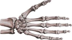 Image result for Hand Anatomy