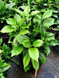 Image result for Aucuba