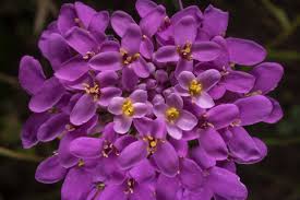 Check spelling or type a new query. Photo 2703 14 Purple Alyssum Like Flowers In Washington On The State Historic Site Washington Texas
