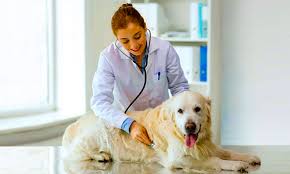 We did not find results for: The Best Pet Clinics In Gurgaon Gurugram Reviewed We Are Gurgaon