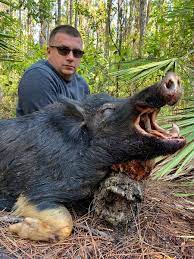 Florida hog hunting for russian boar, meat hogs and trophy boar in south florida. V3tduc0 Xbfydm