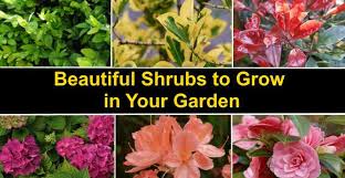Check spelling or type a new query. Types Of Shrubs 18 Different Types Of Bushes To Grow In The Yard