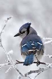 Gray Birds That Look Like Blue Jays Brilliant Blue Jay Beautiful Birds Pet Birds Pretty Birds