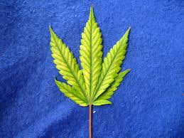 Tragen sie mit abtei® liquid magnesium natürlich zur verringerung von müdigkeit bei. How To Fix Cannabis Magnesium Deficiency Mg Pics Symptoms