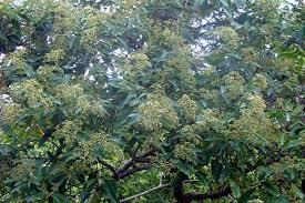 Image result for Harungana madagascariensis