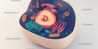 8 Fungsi Membran Sel Di Dalam Tubuh Yang Perlu Diketahui Punya Peran Penting Merdeka Com