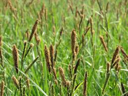 Image result for Carex sp.no.1
