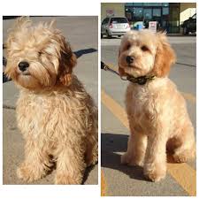 Before And After For This Canberra Spoodle Dog Puppy Grooming Dog Grooming Styles Mini Goldendoodle Puppies