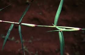 Image result for Cynodon aethiopicus