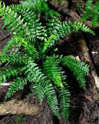 Image result for Launaea rogersii