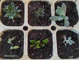 Propagating Succulents Is Easy And Gives You New Plants For Free Propagating Succulents Succulents Succulent Cuttings