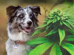Hemp oil is special though as it is the key piece to many of the medical benefits we know medical marijuana to produce. Cbd Oil For Dogs And What Australian Shepherd Owners Need To Know