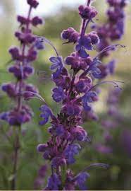 Check spelling or type a new query. California Native Plants Garden Design