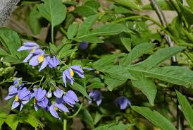 Solanum Seaforthianum 071025 8273 Flowers Plants Photography