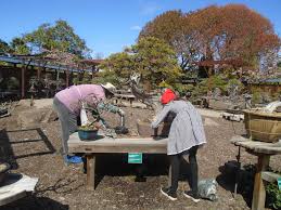 .bonsai garden at lake merritt, oakland: Bonsai Garden At Lake Merritt Susan Magnolia