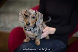 Miniature dachshunds have a huge place in our hearts at happytail puppies because this is the breed that started it all! Dachshund Archives Tara Lynn Co Photo