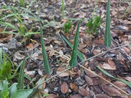 Image result for Adenia repanda