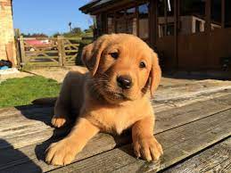 Check spelling or type a new query. F O X R E D L A B D O G Zonealarm Results