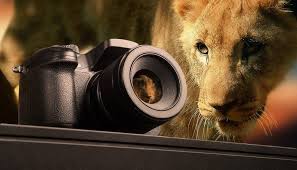 Suzi Eszterhas Wildlife Photographer And Conservationist Lion Photography Wildlife Photography Pictures