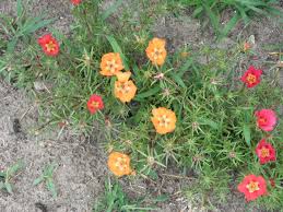 Image result for Portulaca centrali-africana