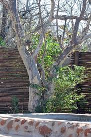 Image result for Sterculia rogersii