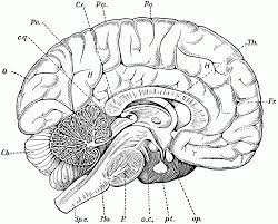 Maybe you would like to learn more about one of these? Brain Anatomy Coloring Book Human Anatomy Diagram Coloring Home