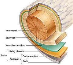 The Language Of Bark Plant Tissue Trees To Plant What Is Tree