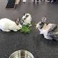 RRMN Romp & Spa/Nail Trim Event - Sunday event image
