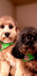 Pampered Pooch Pet Salon