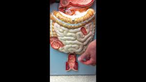 Hope my videos are helpful and you enjoy. Digestive System Model Youtube