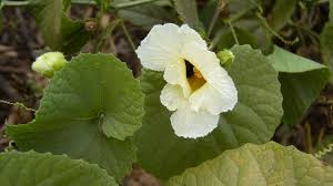 Image result for Momordica foetida