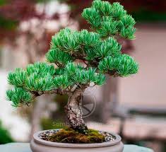 Con el profesionalismo que le caracteriza nos enseña que. Bonsais Y Herramientas Envios A Todo Colombia Vivero Online