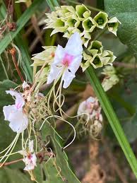 Image result for Clerodendrum umbellatum