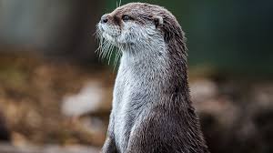 La biodiversit&eacute; des Gorges &bull; Sucs & Loire Tourisme