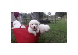 Check spelling or type a new query. Great Pyrenees Puppy For Sale By Owneralabama Puppies For Sale Near Me