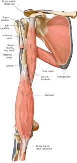 Functional Anatomy Of The Upper Limb Anatomy An Essential Textbook 1st Ed Human Body Anatomy Upper Limb Anatomy Human Muscle Anatomy