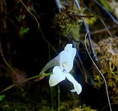 Image result for Disa satyriopsis