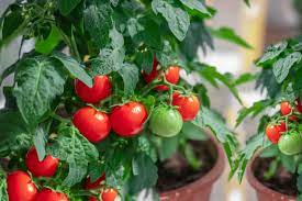 My question is how big must these containers be? Common Mistakes Growing Tomatoes In Containers
