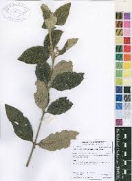 Image result for Fadogia cienkowskii