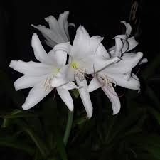 Image result for Crinum subcernuum